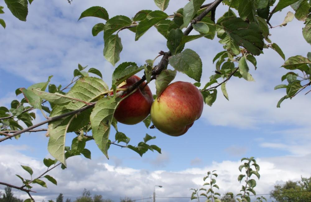 Apple Orchard 2017