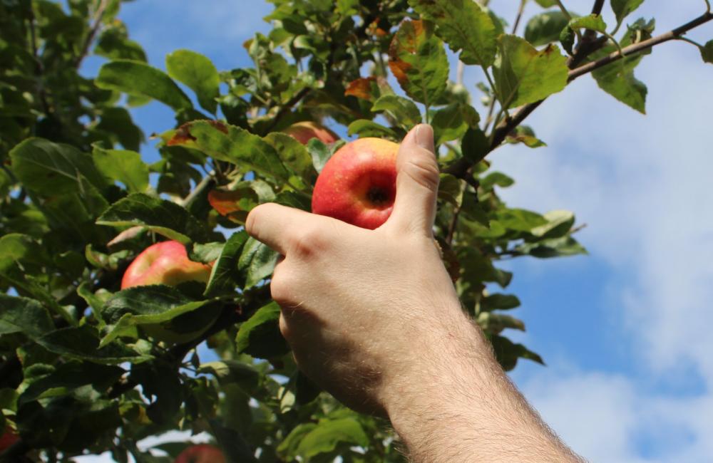 Learning Hub, Orchard, Apples, Apple Juice, Apples being picked off orchard