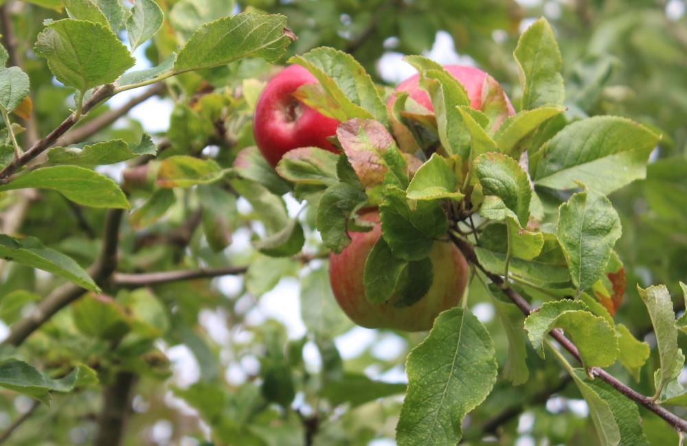 Pictures of apples in orchard